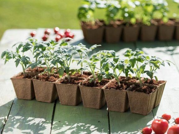 Scaling Indoor Gardening eCommerce Brand – Strong YOY Growth – Amazon FBA